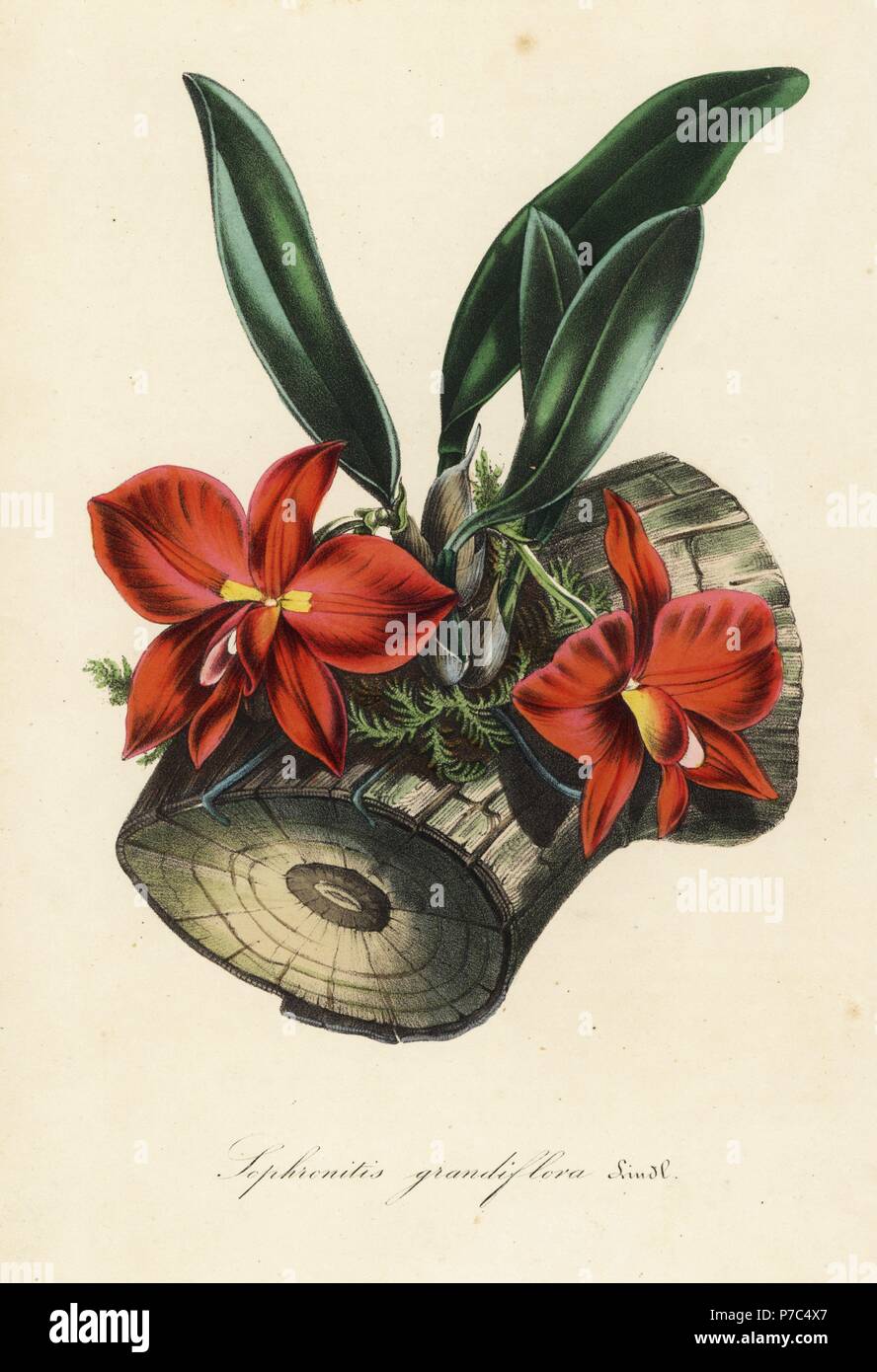 Cattleya coccinea orchid (Sophronitis grandiflora). Handcoloured lithograph from Louis van Houtte and Charles Lemaire's Flowers of the Gardens and Hothouses of Europe, Flore des Serres et des Jardins de l'Europe, Ghent, Belgium, 1845. Stock Photo