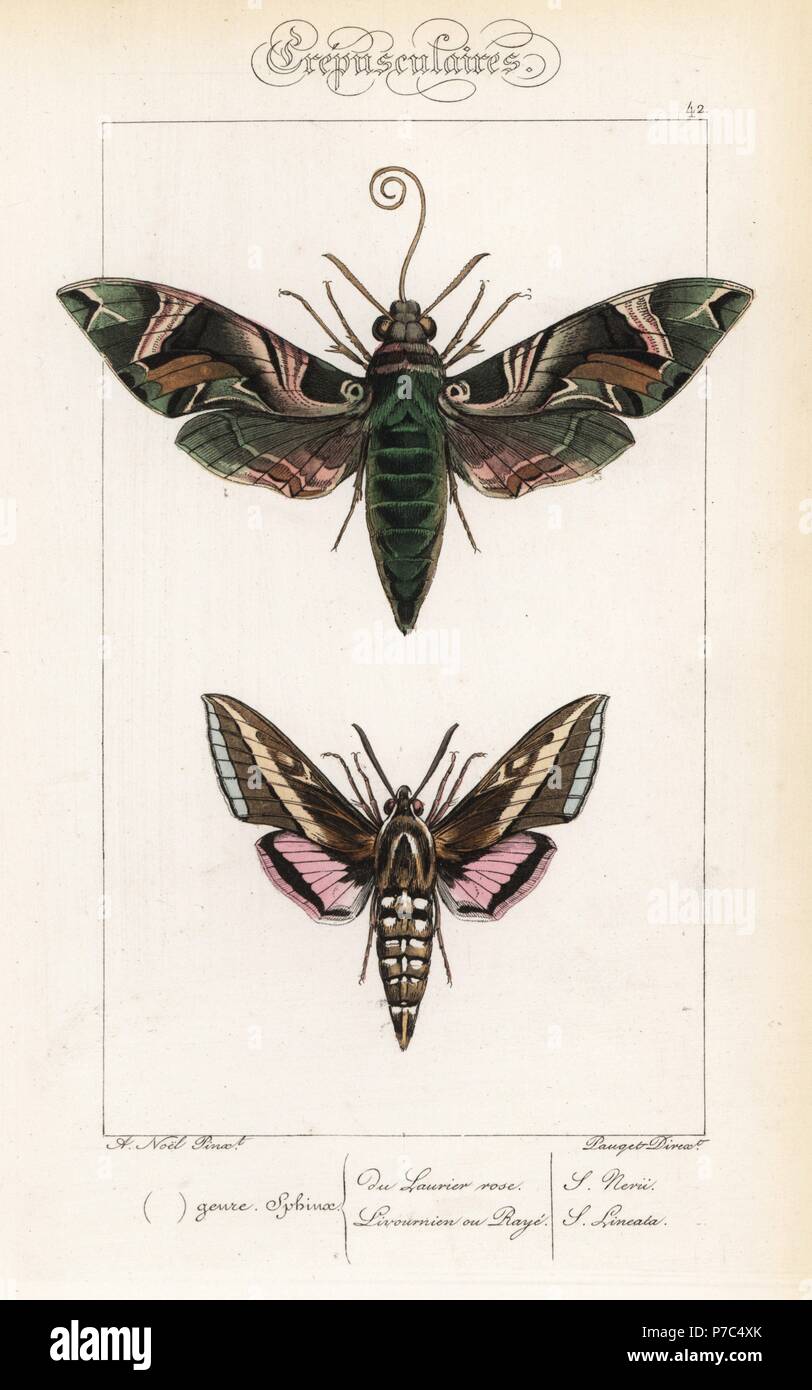 Oleander hawkmoth, Daphnis nerii, and hummingbird moth or white-lined sphinx, Hyles lineata. Handcoloured steel engraving by the Pauquet brothers after an illustration by Alexis Nicolas Noel from Hippolyte Lucas' Natural History of European Butterflies, Histoire Naturelle des Lepidopteres d'Europe, 1864. Stock Photo