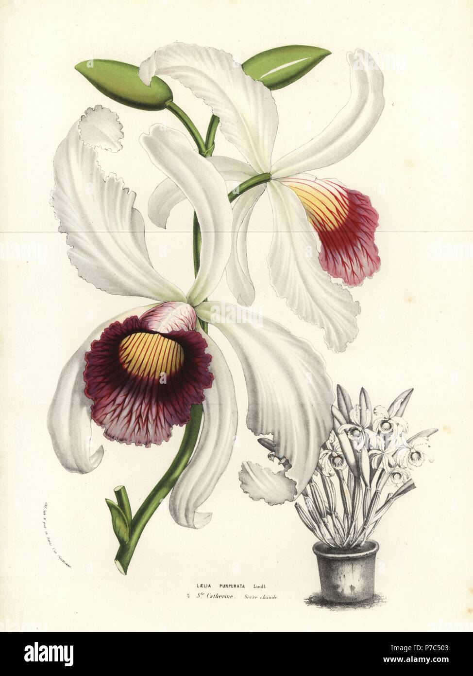Cattleya purpurata orchid (Laelia purpurata). Handcoloured lithograph from Louis van Houtte and Charles Lemaire's Flowers of the Gardens and Hothouses of Europe, Flore des Serres et des Jardins de l'Europe, Ghent, Belgium, 1856. Stock Photo