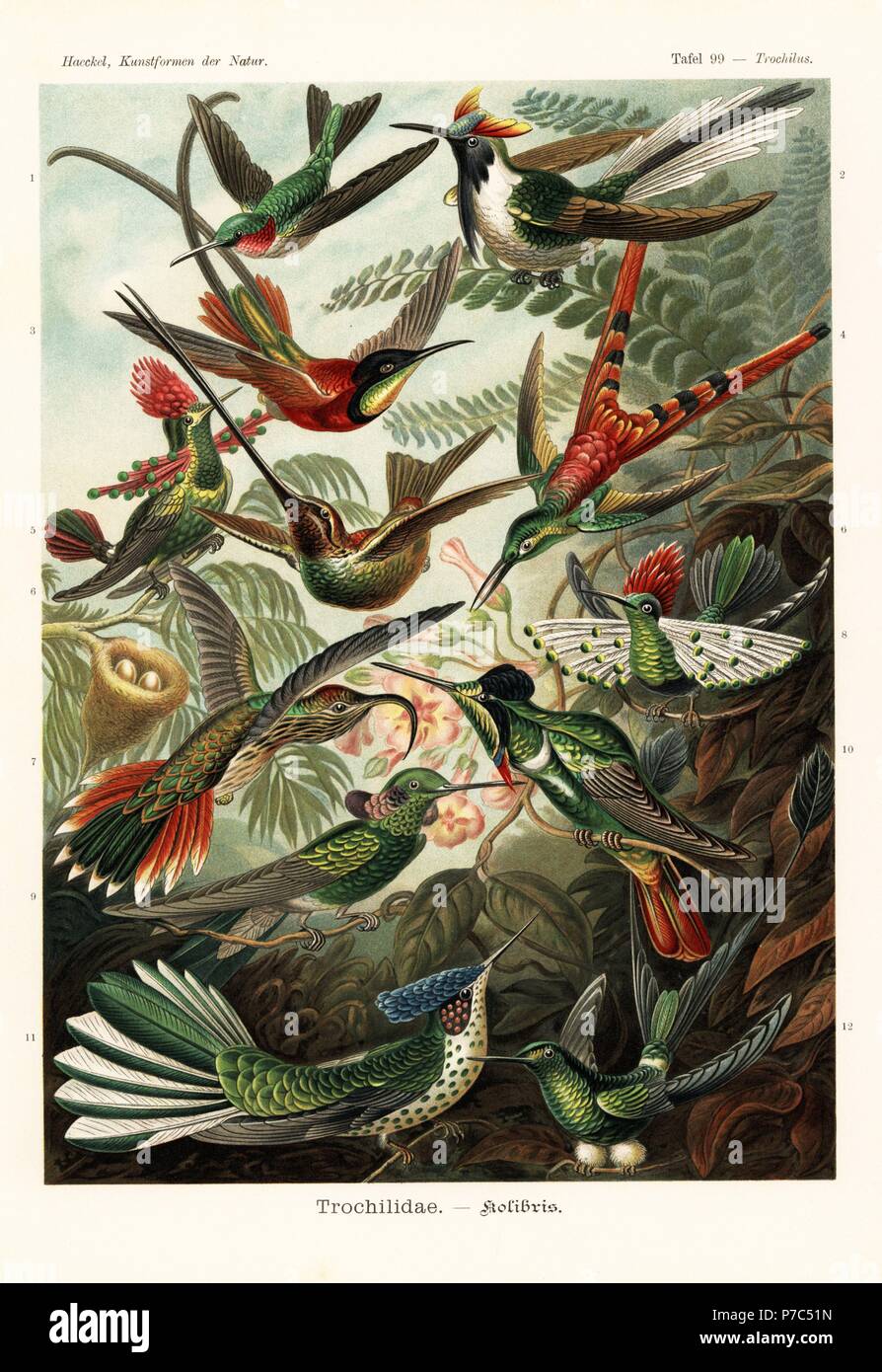 Trochilidae hummingbirds: ruby-throated hummingbird, Archilochus colubris, horned sungem, Heliactin bilophus, crimson topaz, Topaza pella, red-tailed comet, Sappho sparganura, tufted coquette, Lophornis ornatus, sword-billed hummingbird, Ensifera ensifera, buff-tailed sicklebill, Eutoxeres condamini, dot-eared coquette, Lophornis gouldii, white-vented violetear, Colibri serrirostris, hooded visorbearer, Augastes lumachella, Juan Fernandez firecrown, Sephanoides fernandensis (critically endangered) and booted racket-tail, Ocreatus underwoodii. Chromolithograph by Adolf Glitsch from an illustrat Stock Photo