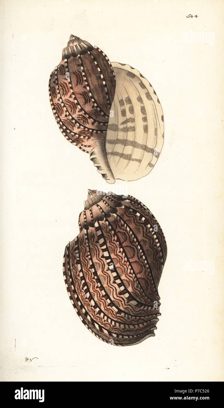 True harp shell, Harpa harpa (Harp buccinum, Buccinum harpa). Illustration drawn and engraved by Richard Polydore Nodder. Handcoloured copperplate engraving from George Shaw and Frederick Nodder's The Naturalist's Miscellany, London, 1802. Stock Photo