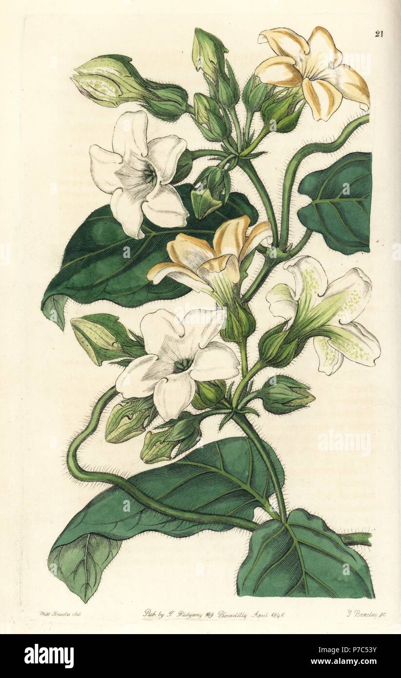 Araujia graveolens (Strong-scented schubertia, Schubertia graveolens). Handcoloured copperplate engraving by George Barclay after an illustration by Miss Sarah Drake from Edwards' Botanical Register, edited by John Lindley, London, Ridgeway, 1846. Stock Photo