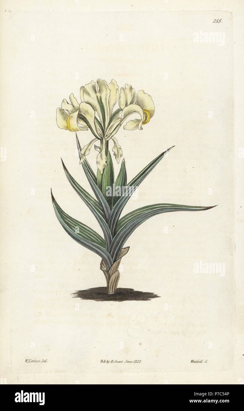 Caucasean iris, Iris caucasica. Handcoloured copperplate engraving by Weddell after a botanical illustration by Edward Dalton Smith from Robert Sweet's The British Flower Garden, Ridgeway, London, 1828. Stock Photo