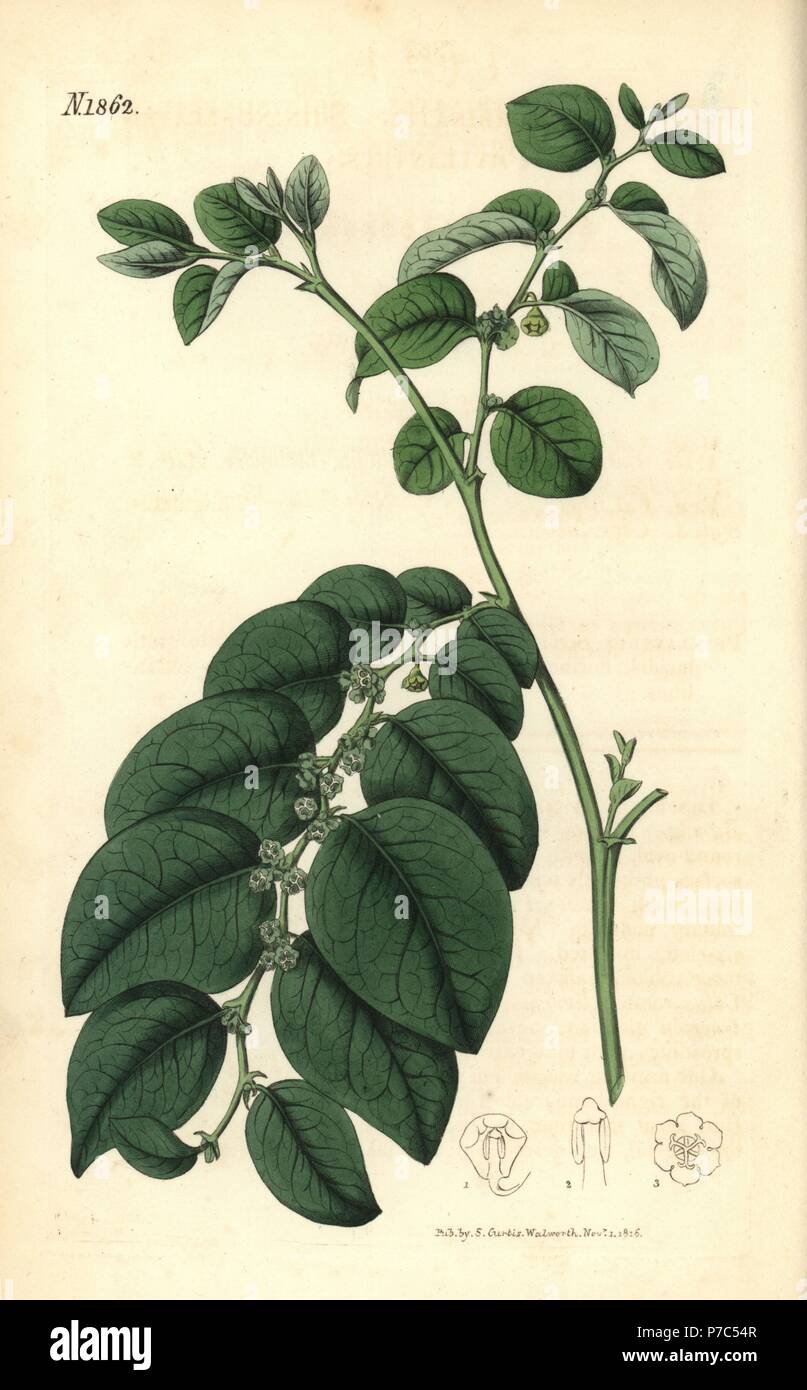 Breynia fruticosa (Shining-leaved phyllanthus, Phyllanthus turbinatus). Handcoloured botanical engraving by Weddell from John Sims' Curtis's Botanical Magazine, Couchman, London, 1816. Stock Photo