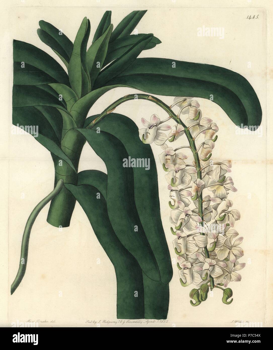 Fox brush orchid or horn-flowered airplant, Aerides cornutum. Handcoloured copperplate engraving by S. Watts after an illustration by Sarah Drake from Sydenham Edwards' Botanical Register, Ridgeway, London, 1832. Stock Photo