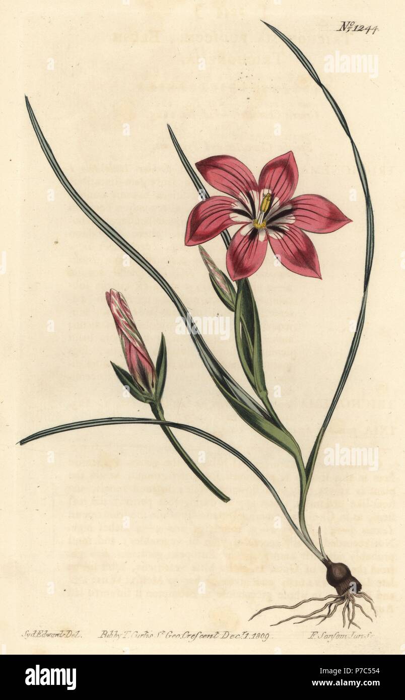 Pink froetang, Romulea flava (Blush trichonema, Trichonema pudicum). Handcoloured copperplate engraving by F. Sansom Jr. after an illustration by Sydenham Edwards from William Curtis' Botanical Magazine, T. Curtis, London, 1809. Stock Photo