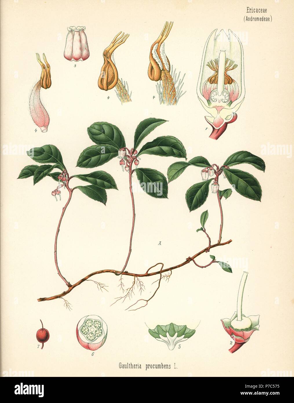 American wintergreen, Gaultheria procumbens. Chromolithograph after a