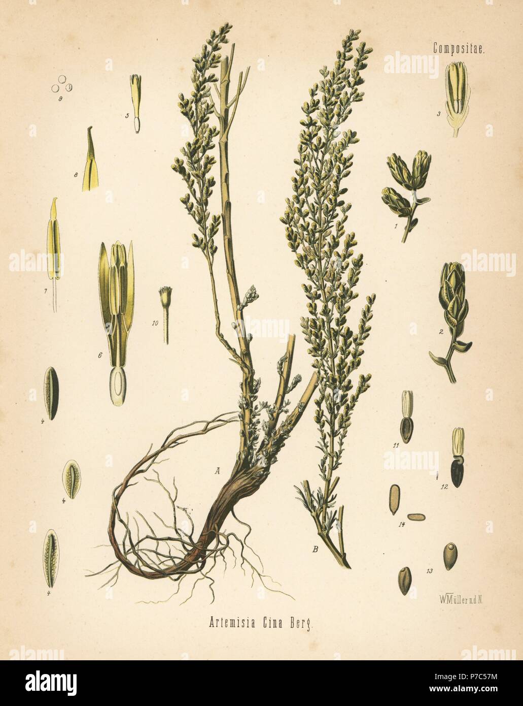 Santonica or wormseed, Artemisia cina. Chromolithograph after a botanical illustration by Walther Muller from Hermann Adolph Koehler's Medicinal Plants, edited by Gustav Pabst, Koehler, Germany, 1887. Stock Photo