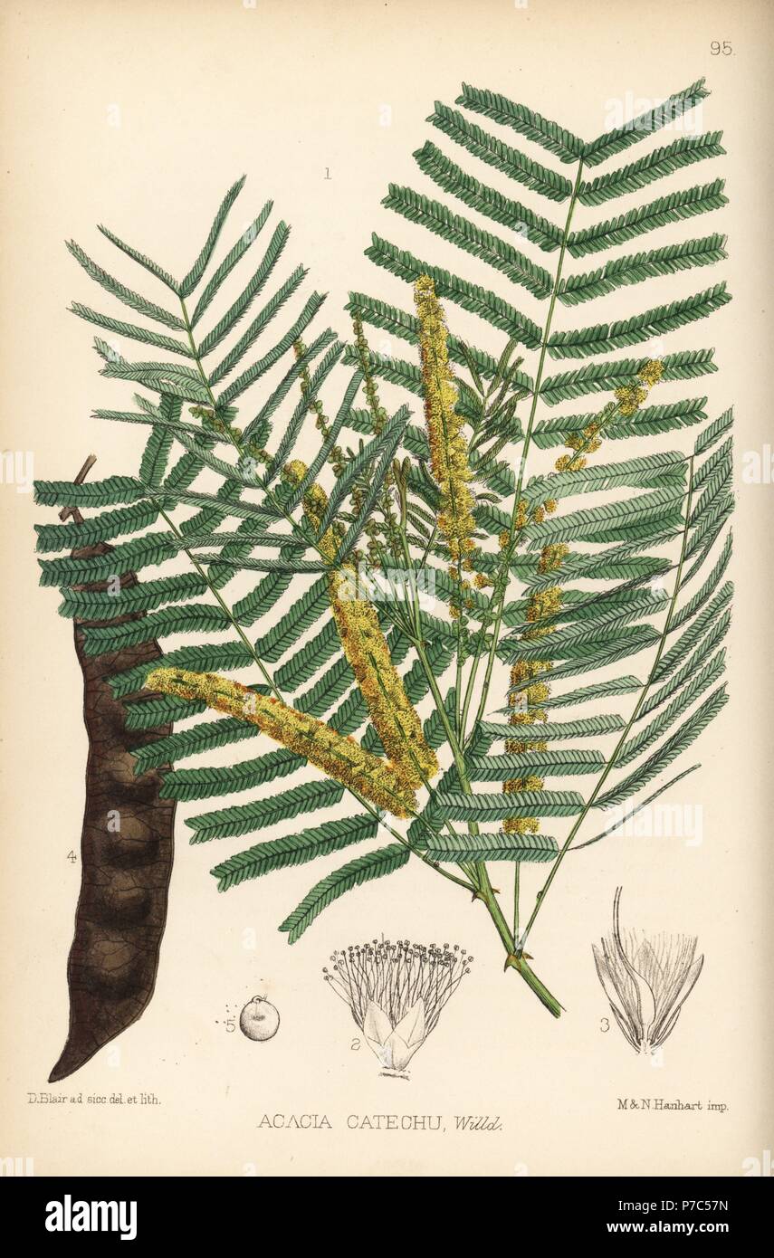 Khair or kher, Acacia catechu. Handcoloured lithograph by Hanhart after a botanical illustration by David Blair from Robert Bentley and Henry Trimen's Medicinal Plants, London, 1880. Stock Photo