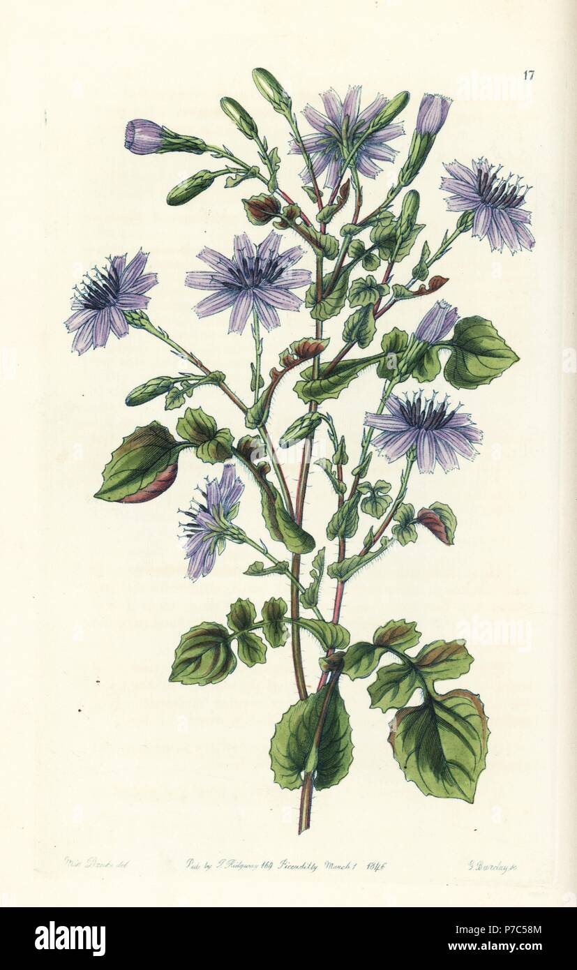 Lactuca macrorhiza (Large-rooted mulgede, Mulgedium macrorhizon). Handcoloured copperplate engraving by George Barclay after an illustration by Miss Sarah Drake from Edwards' Botanical Register, edited by John Lindley, London, Ridgeway, 1846. Stock Photo