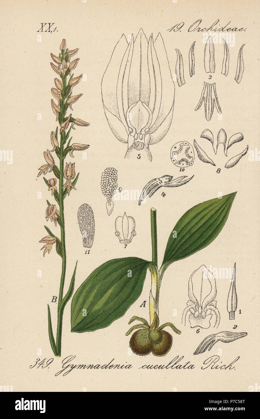 Nectariferous orchid, Neottianthe cucullata (Gymnadenia cucullata). Handcoloured lithograph from Diederich von Schlechtendal's German Flora (Flora von Deutschland), Jena, 1871. Stock Photo