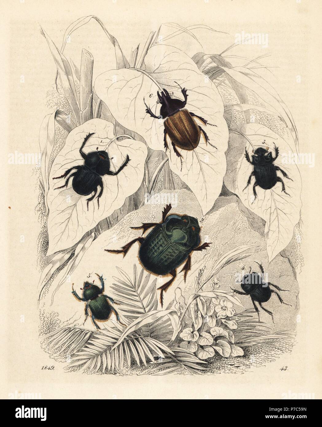 Scarab and dung beetles: Onitis belial 1, Phanaeus ensifer 2, Copris lunaris 3, Lethrus cephalotes 4, Geotrupes stercorarius 5, and Agaocephala latreillii 6. Handcoloured lithograph from Carl Hoffmann's Book of the World, Stuttgart, 1849. Stock Photo