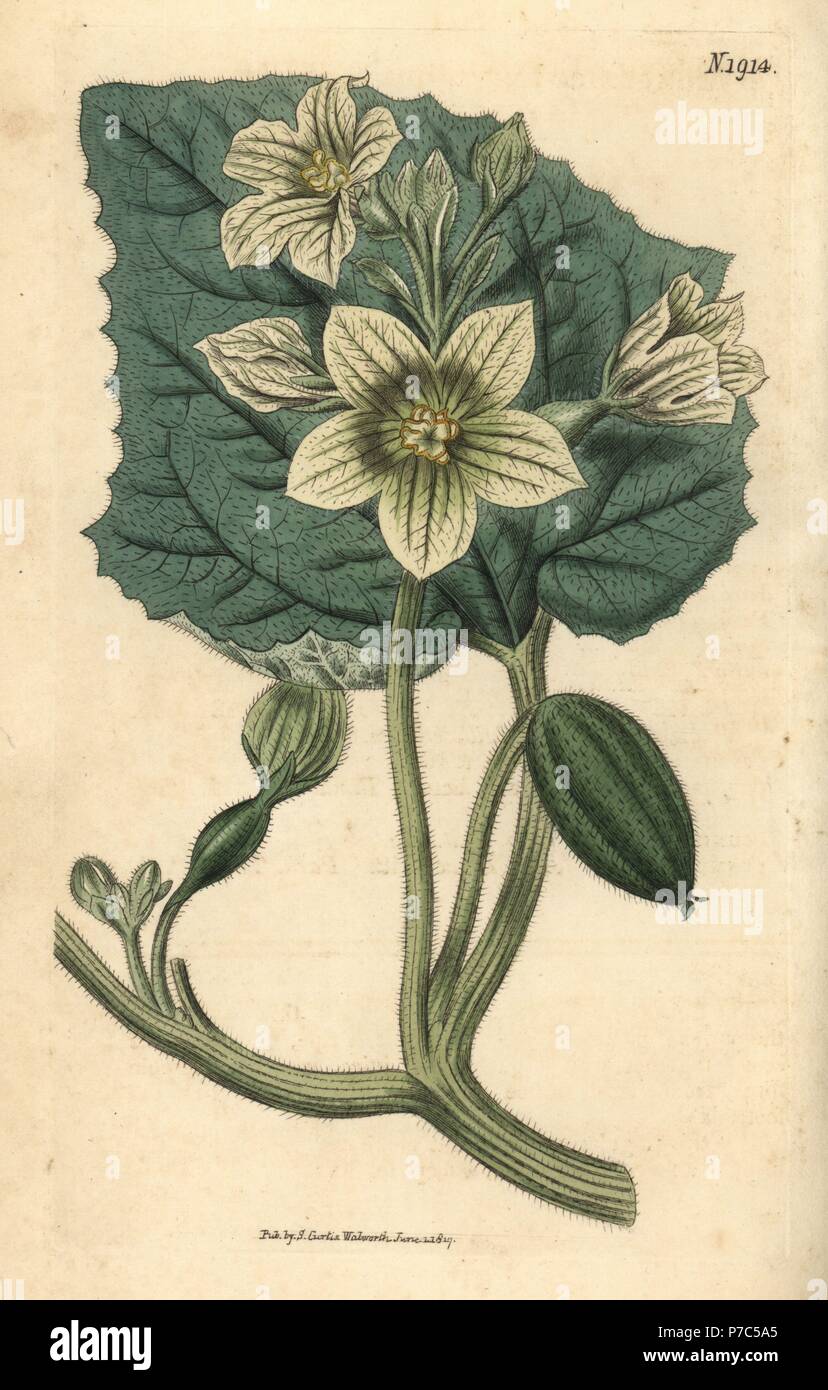Squirting cucumber, Ecballium elaterium (Momordica elaterium). Handcoloured botanical engraving from John Sims' Curtis's Botanical Magazine, Couchman, London, 1816. Stock Photo