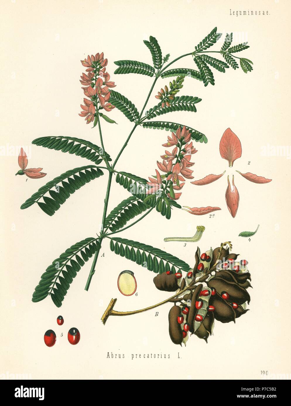 Indian licorice, Abrus precatorius. Chromolithograph after a botanical illustration from Hermann Adolph Koehler's Medicinal Plants, edited by Gustav Pabst, Koehler, Germany, 1887. Stock Photo
