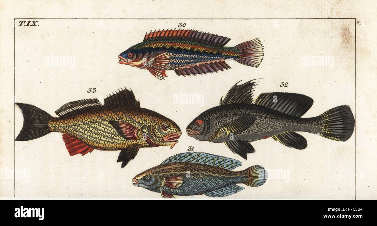 Rainbow wrasse, Coris julis 30, argus wrasse, Halichoeres argus 31, brown meagre, Sciaena umbra 32 and shi drum, Umbrina cirrosa 33. Handcolored copperplate engraving after Jacob Nilson from Gottlieb Tobias Wilhelm's Encyclopedia of Natural History: Fish, Augsburg, 1804. Wilhelm (1758-1811) was a Bavarian clergyman and naturalist known as the German Buffon. Stock Photo