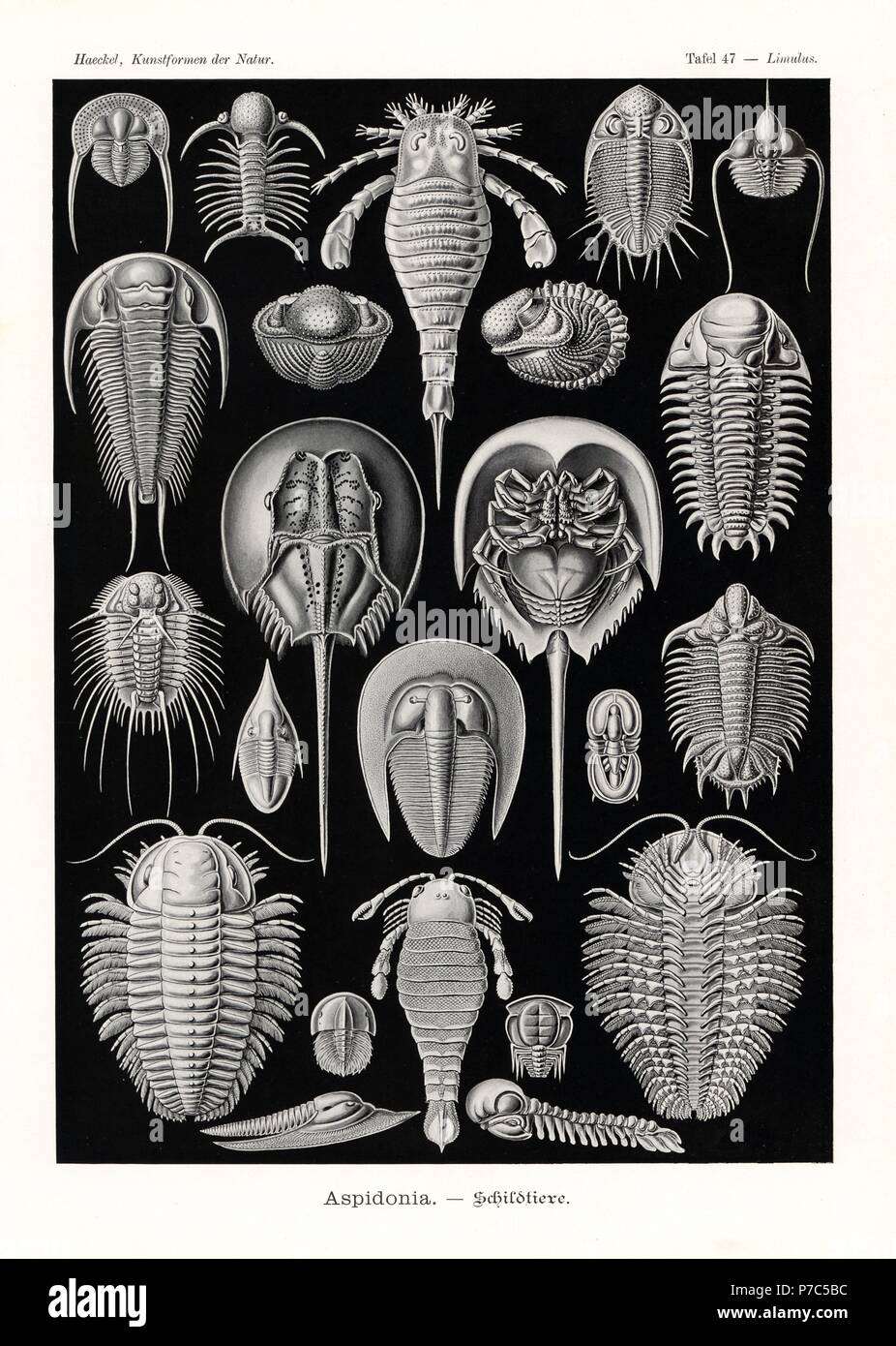 Aspidonia: horseshoe crab, Tachypleus gigas 1-3, extinct sea scorpion, Eurypterus tetragonophthalmus 4, extinct sea scorpion, Pterygotus anglicus 5, and extinct fossil trilobites, Onnia goldfussi 6, Deiphon forbesi 7, Phacops latifrons 8, Asteropyge punctata 9, Raphiophorus rouaulti 10, Paradoxides bohemicus 11, Cheirurus insignis 12, Selenopeltis buchi 13, Megistaspidella extenuata 14, Bohemoharpes ungula 15, Agnostus pisiformis 16, Trochurus speciosus 17, Eccaparadoxides pusillus 18, Sphaerexochus mirus 19 and Triarthrus becki 20. Chromolithograph by Adolf Glitsch from an illustration by Ern Stock Photo