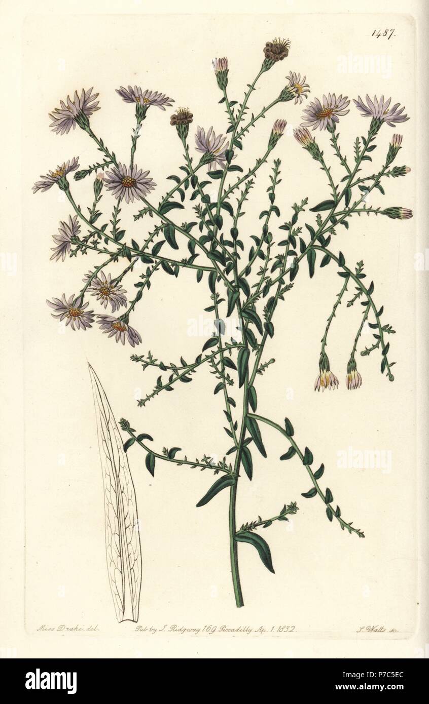 New York aster, Symphyotrichum dumosum (Coris-leaved starwort, Aster coridifolius). Handcoloured copperplate engraving by S. Watts after an illustration by Sarah Drake from Sydenham Edwards' Botanical Register, Ridgeway, London, 1832. Stock Photo