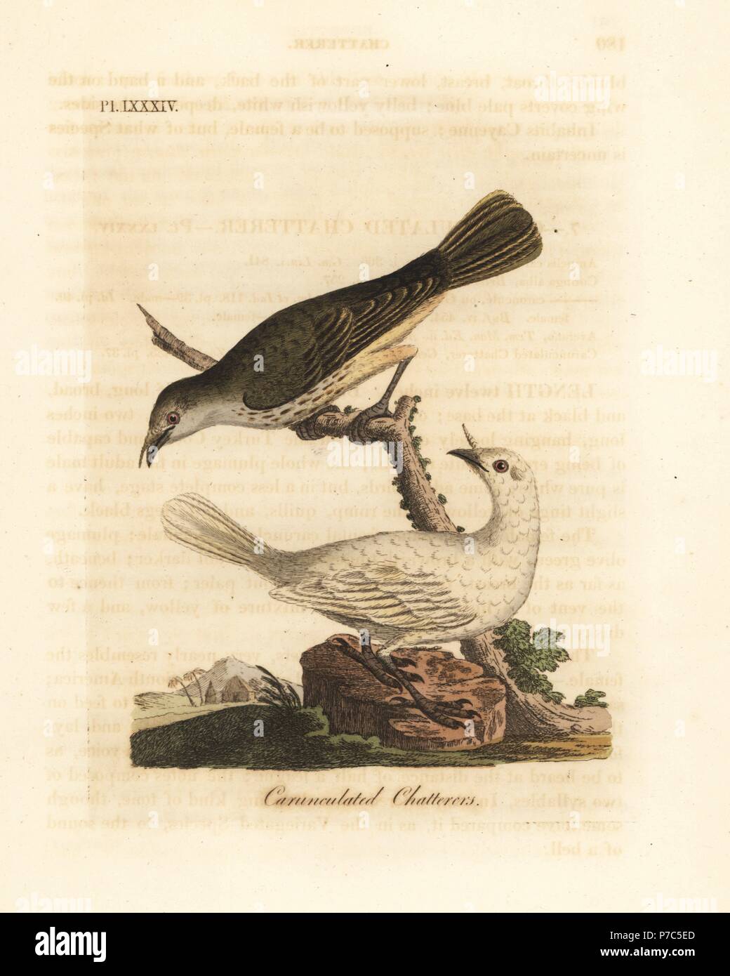 White bellbird, Procnias albus, male and female (Carunculated chatterer, Ampelis carunculata). Handcoloured copperplate drawn and engraved by John Latham from his own A General History of Birds, Winchester, 1822. Stock Photo