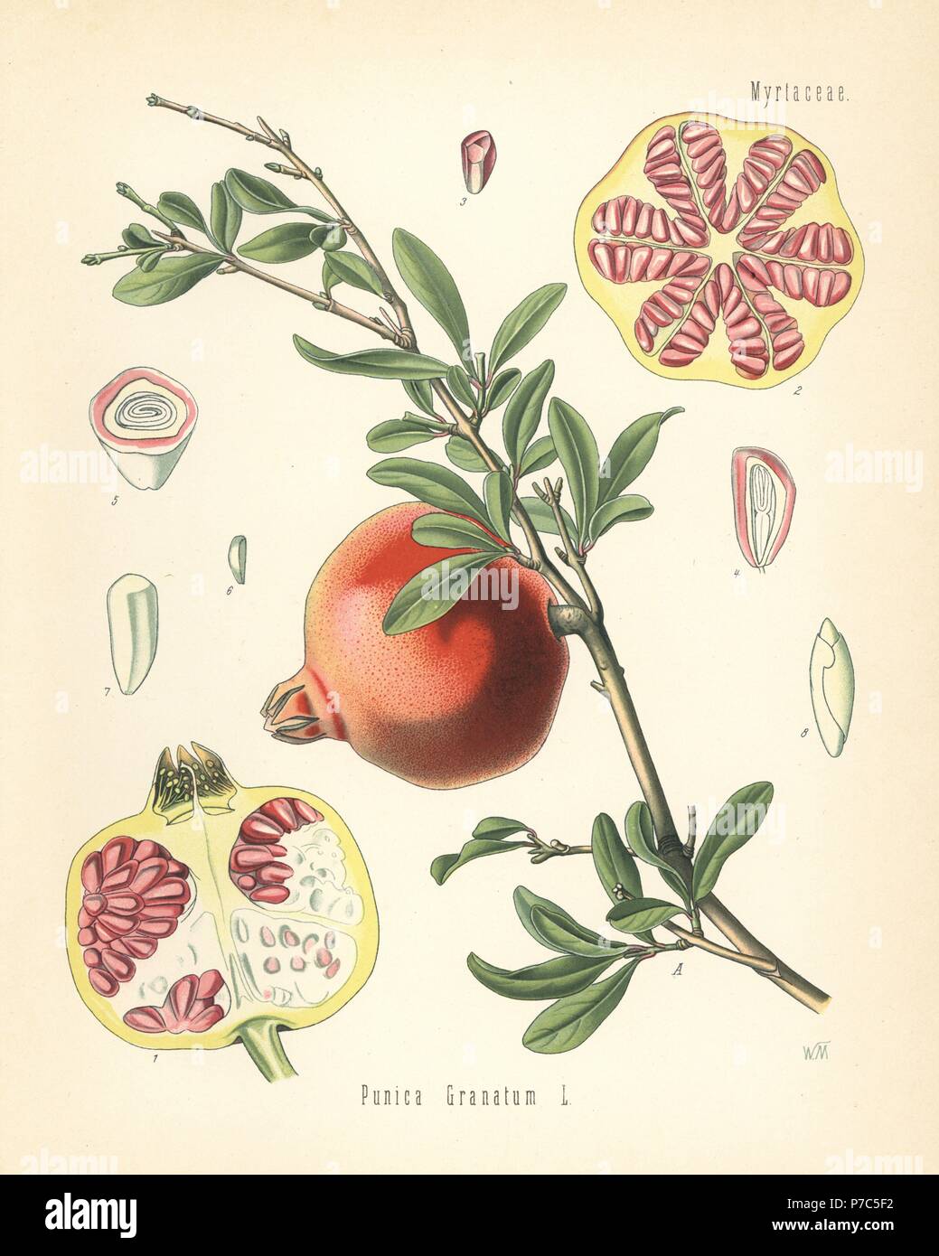 Pomegranate, Punica granatum. Chromolithograph after a botanical illustration by Walther Muller from Hermann Adolph Koehler's Medicinal Plants, edited by Gustav Pabst, Koehler, Germany, 1887. Stock Photo