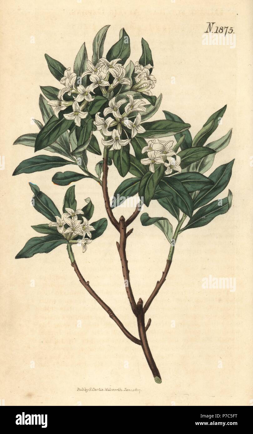 Altaic daphne, Daphne altaica. Handcoloured botanical engraving by Weddell from John Sims' Curtis's Botanical Magazine, Couchman, London, 1816. Stock Photo