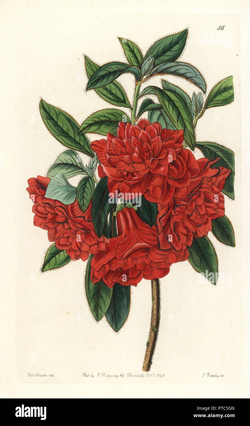 Double red azalea India, Azalea sinensis. Handcoloured copperplate engraving by George Barclay after an illustration by Miss Sarah Drake from Edwards' Botanical Register, edited by John Lindley, London, Ridgeway, 1842. Stock Photo