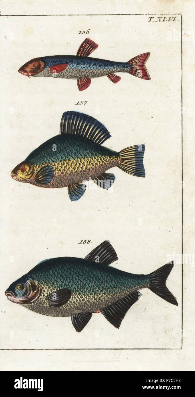 Danube gudgeon, Gobio gobio 156, crucian carp, Carassius carassius 157 and bream, Abramis brama 158. Handcolored copperplate engraving from Gottlieb Tobias Wilhelm's Encyclopedia of Natural History: Fish, Augsburg, 1804. Wilhelm (1758-1811) was a Bavarian clergyman and naturalist known as the German Buffon. Stock Photo