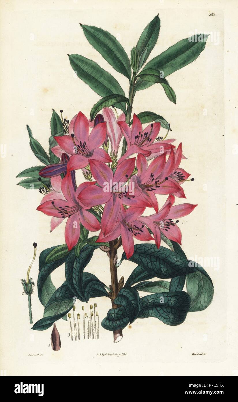 Mr. Gowen's rhododendron, Rhododendron gowenianum. Handcoloured copperplate engraving by Weddell after a botanical illustration by Edward Dalton Smith from Robert Sweet's The British Flower Garden, Ridgeway, London, 1828. Stock Photo