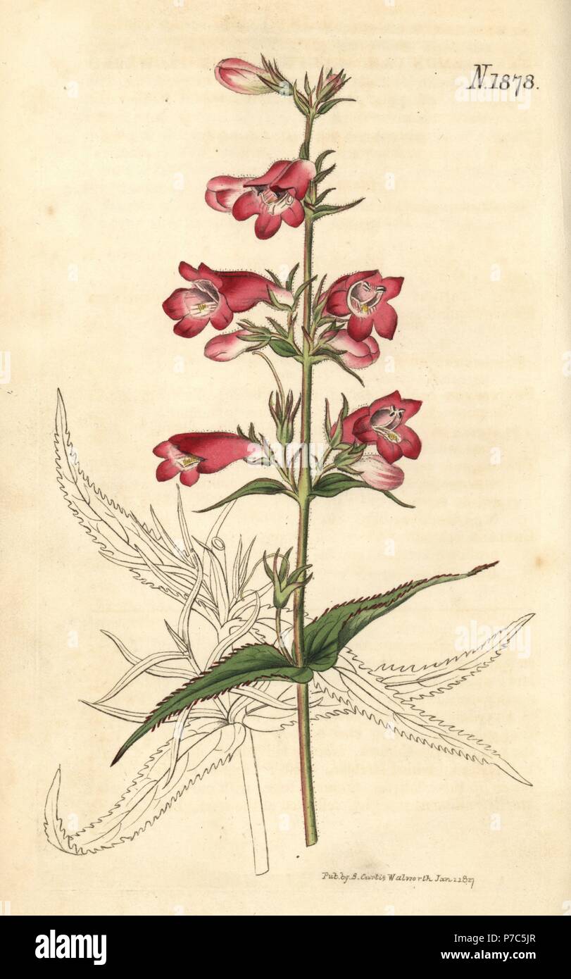 Penstemon campanulatus (Bell-flowered pentstemon, Pentstemon campanulata). Handcoloured botanical engraving by Weddell from John Sims' Curtis's Botanical Magazine, Couchman, London, 1816. Stock Photo