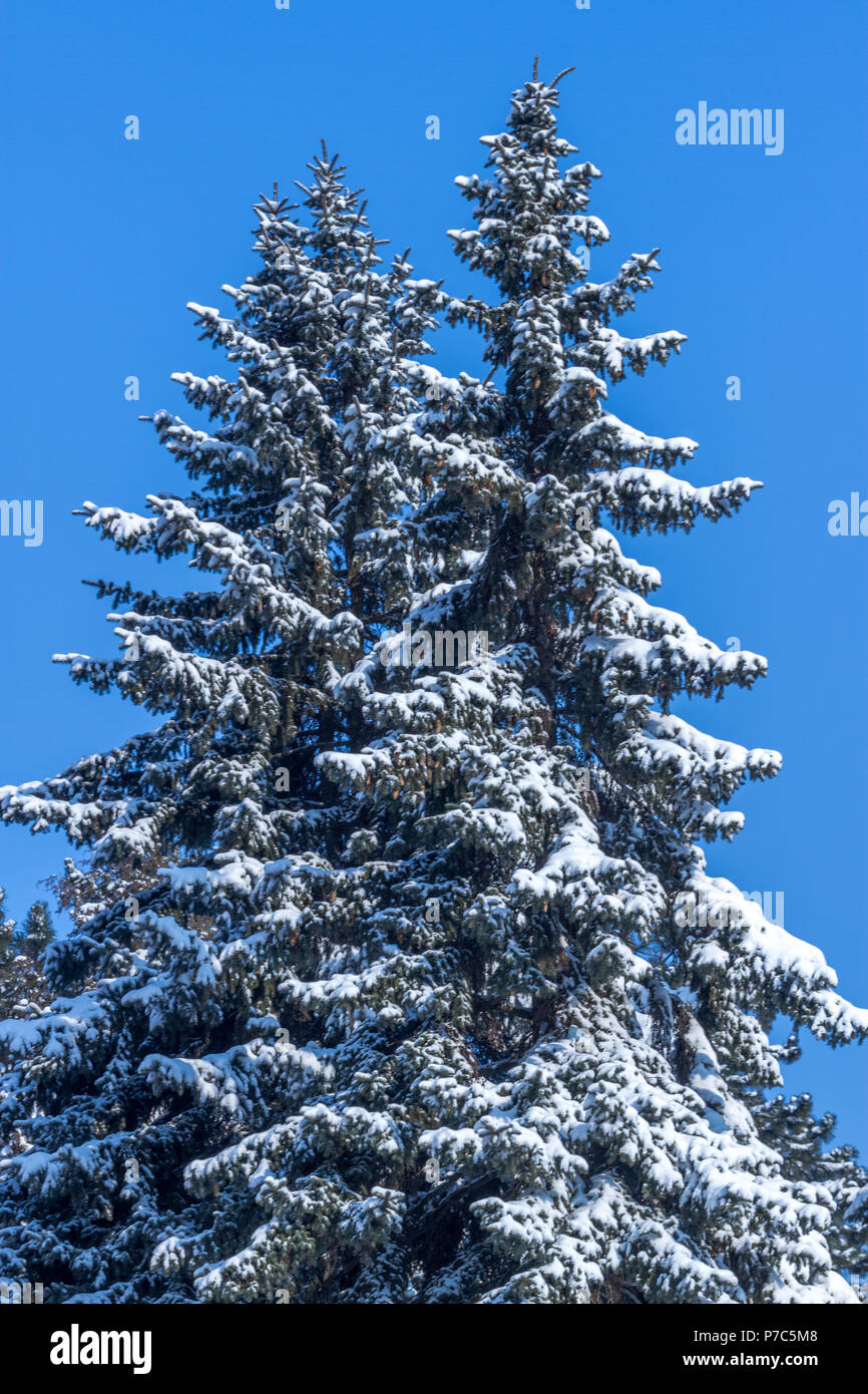 Evergreen tree snow hi-res stock photography and images - Alamy