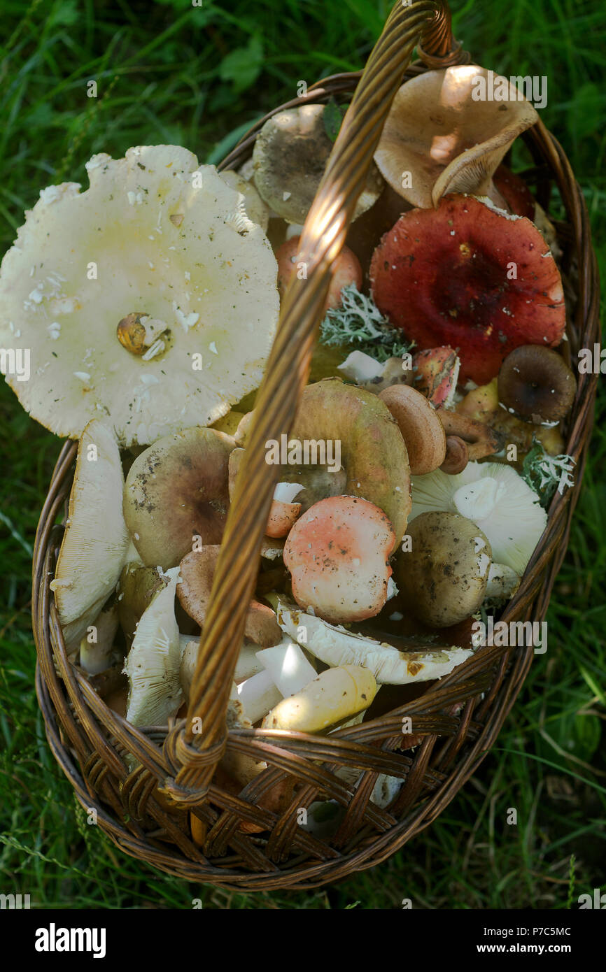 A full basket of summer forest mushrooms of different pastel tones against the background of a forest glade. Stock Photo