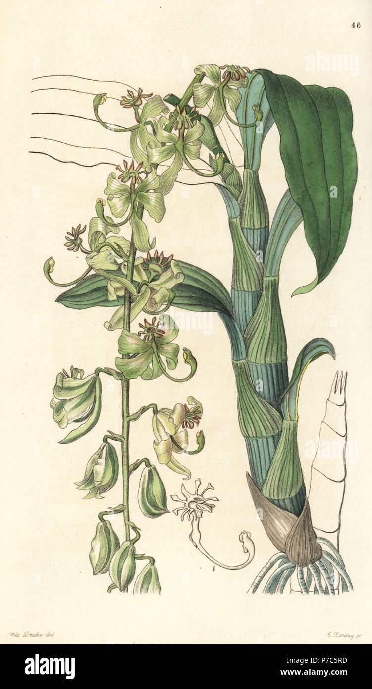Green egertonia swan-neck orchid, Cycnoches egertonianum var. viride. Handcoloured copperplate engraving by George Barclay after an illustration by Miss Sarah Drake from Edwards' Botanical Register, edited by John Lindley, London, Ridgeway, 1846. Stock Photo