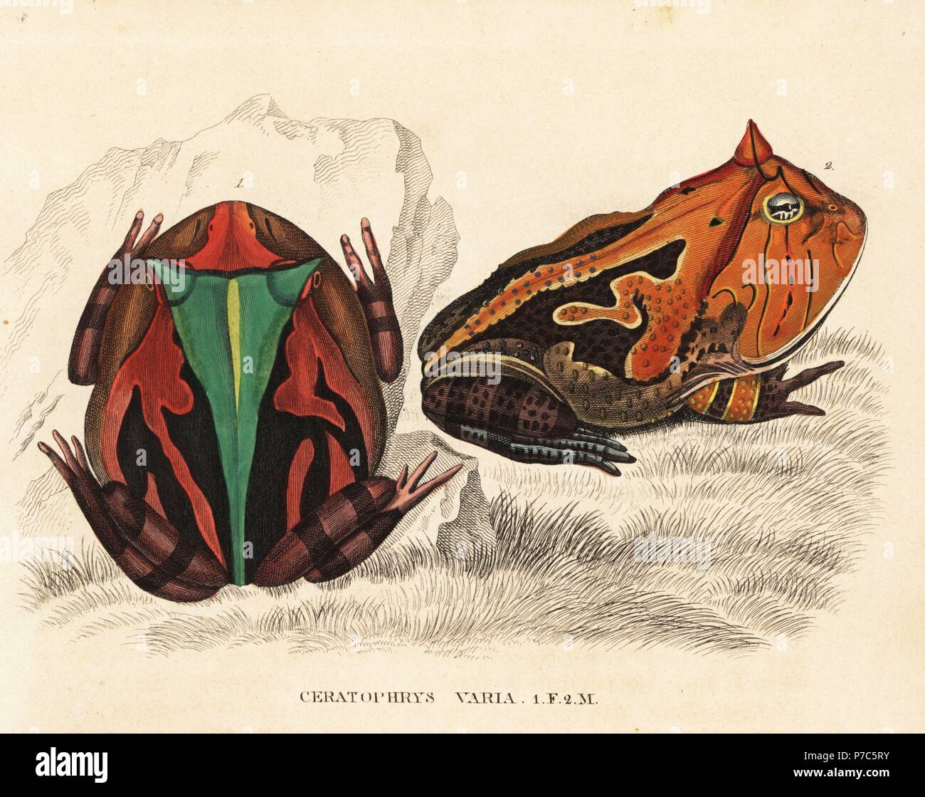 Brazilian horned frog, Ceratophrys aurita, male and female (Ceratophrys varia). Handcoloured lithograph from Georg Friedrich Treitschke's Gallery of Natural History, Naturhistorischer Bildersaal des Thierreiches, Liepzig, 1840. Stock Photo