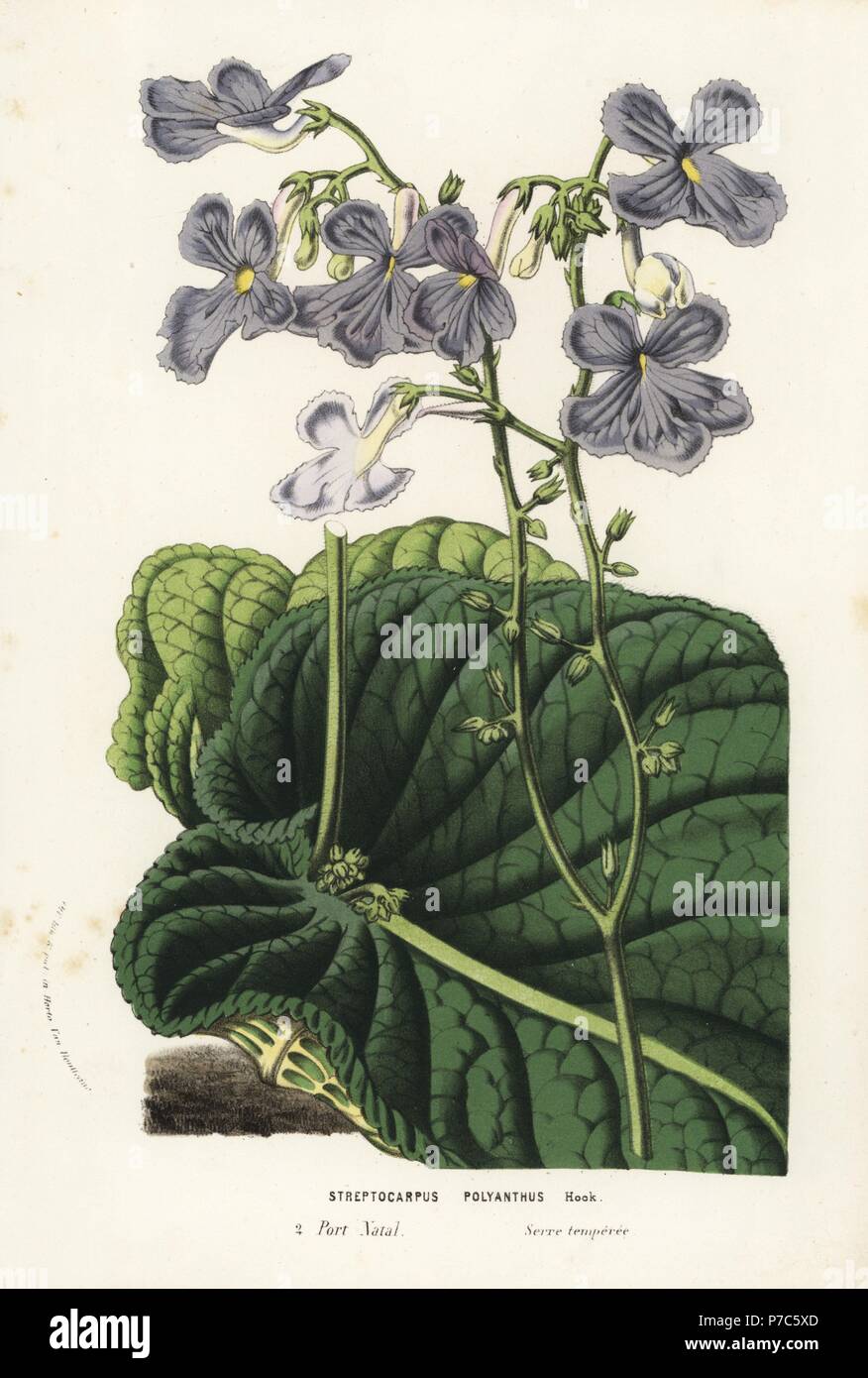 Cape primrose, Streptocarpus polyanthus. Handcoloured lithograph from Louis van Houtte and Charles Lemaire's Flowers of the Gardens and Hothouses of Europe, Flore des Serres et des Jardins de l'Europe, Ghent, Belgium, 1856. Stock Photo