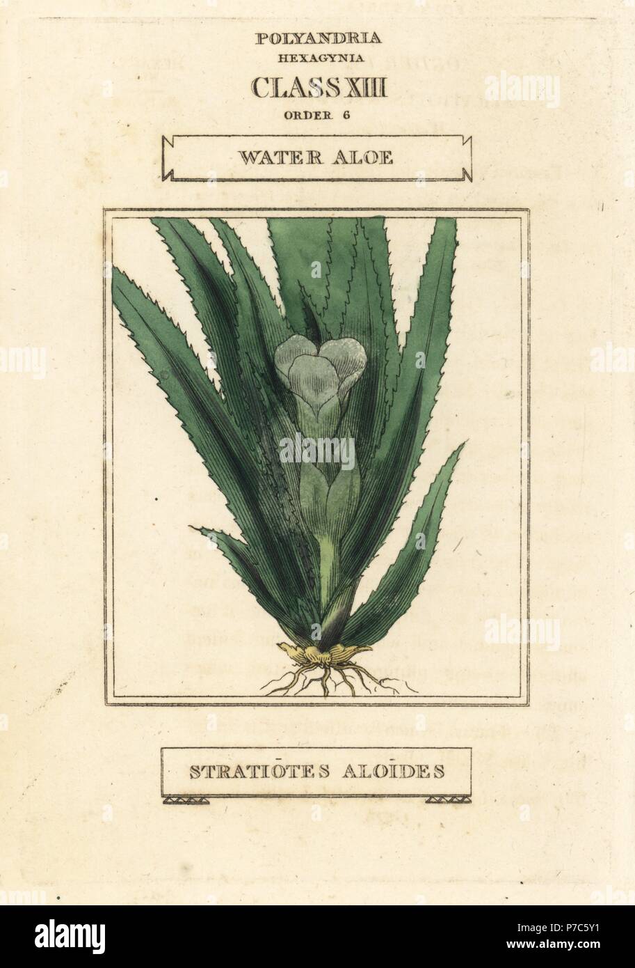 Water soldier or water aloe, Stratiotes aloides. Handcoloured copperplate engraving after an illustration by Richard Duppa from his The Classes and Orders of the Linnaean System of Botany, Longman, Hurst, London, 1816. Stock Photo