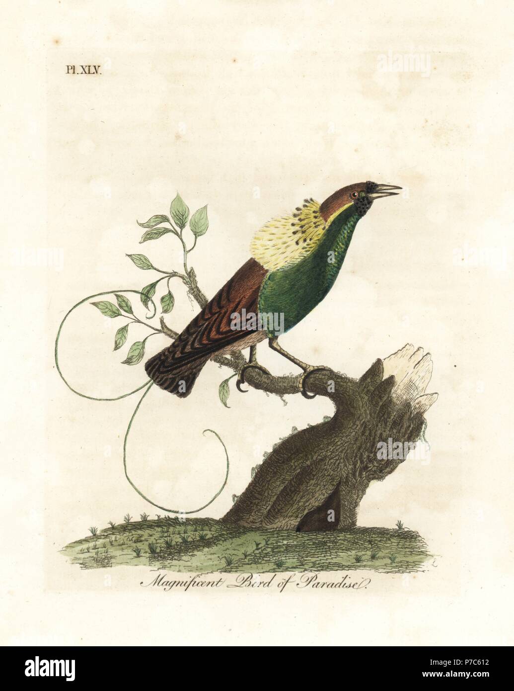 Magnificent bird-of-paradise, Diphyllodes magnificus (Paradisea magnifica). Handcoloured copperplate drawn and engraved by John Latham from his own A General History of Birds, Winchester, 1822. Stock Photo