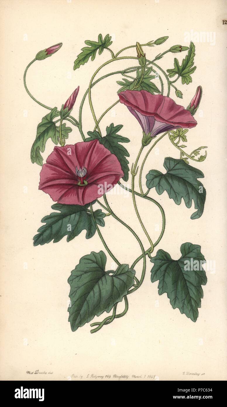 Bindweed, Convolvulus althaeoides (Italian bindweed, Convolvulus italicus). Handcoloured copperplate engraving by George Barclay after an illustration by Miss Sarah Drake from Edwards' Botanical Register, edited by John Lindley, London, Ridgeway, 1847. Stock Photo