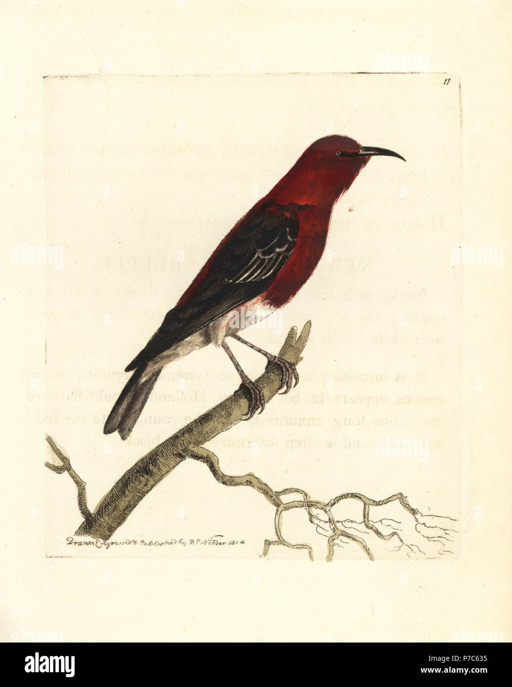 Scarlet honeyeater, Myzomela sanguinolenta (New Holland creeper, Certhia australasiae). Handcoloured copperplate engraving drawn and engraved by Richard Polydore Nodder from William Elford Leach's Zoological Miscellany, McMillan, London, 1814. Stock Photo