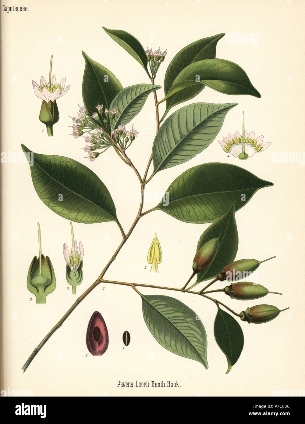 Gutta percha tree, Payena leerii. Chromolithograph after a botanical illustration from Hermann Adolph Koehler's Medicinal Plants, edited by Gustav Pabst, Koehler, Germany, 1887. Stock Photo
