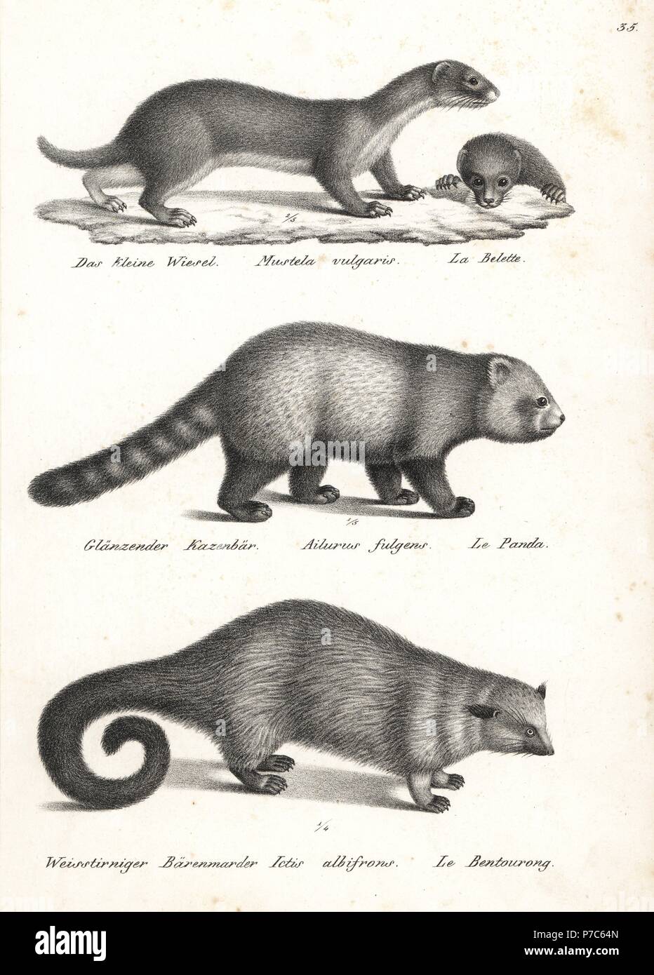 Least weasel, Mustela nivalis 1, red panda, Ailurus fulgens 2, vulnerable, and bearcat, Arctictis binturong 3, vulnerable. Lithograph by Karl Joseph Brodtmann from Heinrich Rudolf Schinz's Illustrated Natural History of Men and Animals, 1836. Stock Photo