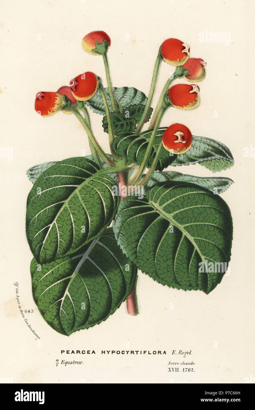 Pearcea hypocyrtiflora. Near threatened. Handcoloured lithograph from Louis van Houtte and Charles Lemaire's Flowers of the Gardens and Hothouses of Europe, Flore des Serres et des Jardins de l'Europe, Ghent, Belgium, 1867-1868. Stock Photo