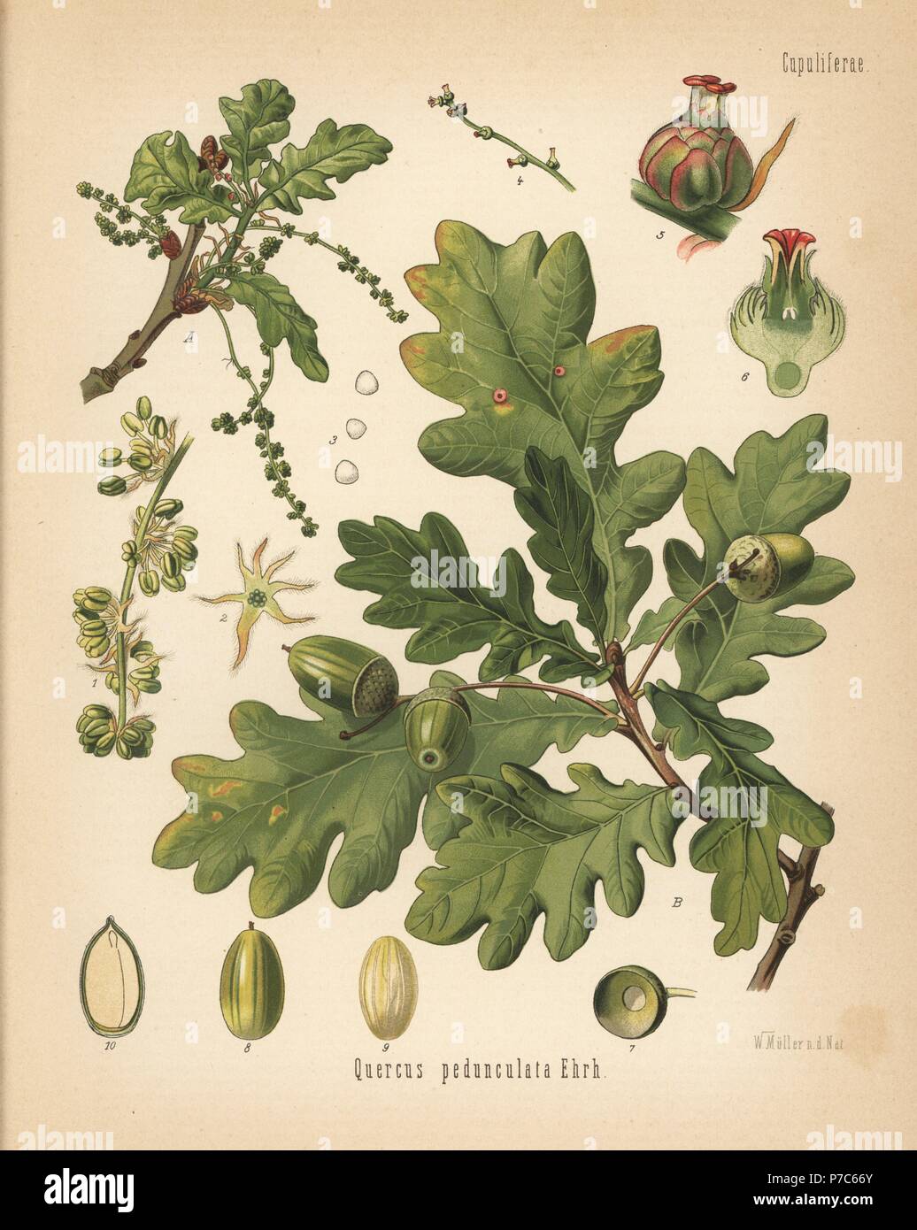 English oak or pedunculate oak, Quercus robur (Quercus pedunculata). Chromolithograph after a botanical illustration by Walther Muller from Hermann Adolph Koehler's Medicinal Plants, edited by Gustav Pabst, Koehler, Germany, 1887. Stock Photo