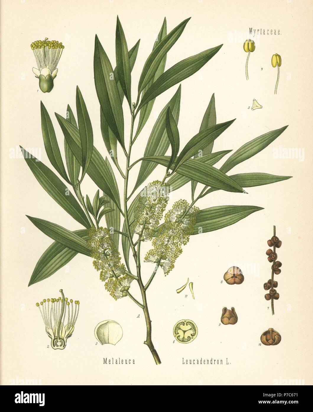 Cajuput or white samet, Melaleuca cajuputi. Chromolithograph after a botanical illustration from Hermann Adolph Koehler's Medicinal Plants, edited by Gustav Pabst, Koehler, Germany, 1887. Stock Photo