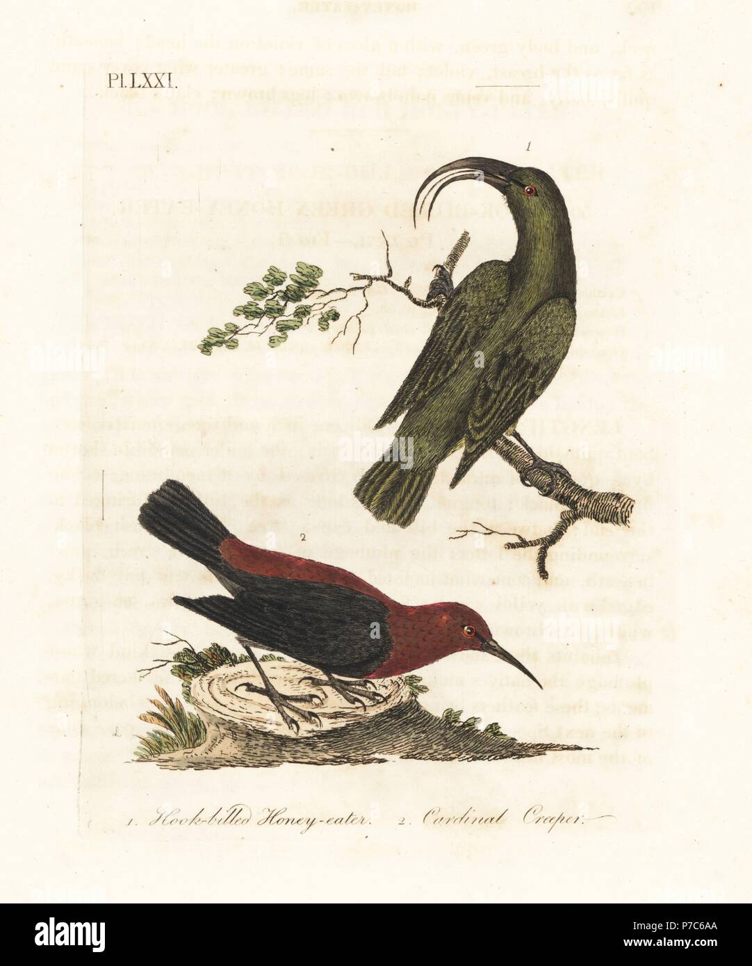 Lesser ?akialoa, Hemignathus obscurus (extinct) and cardinal myzomela, Myzomela cardinalis. (Hook-billed green honey-eater, Certhia obscura, native to Hawaii, and cardinal honey-eater, Certhia cardinalis, native to Tanna, Vanuatu.) Handcoloured copperplate drawn and engraved by John Latham from his own A General History of Birds, Winchester, 1822. Stock Photo