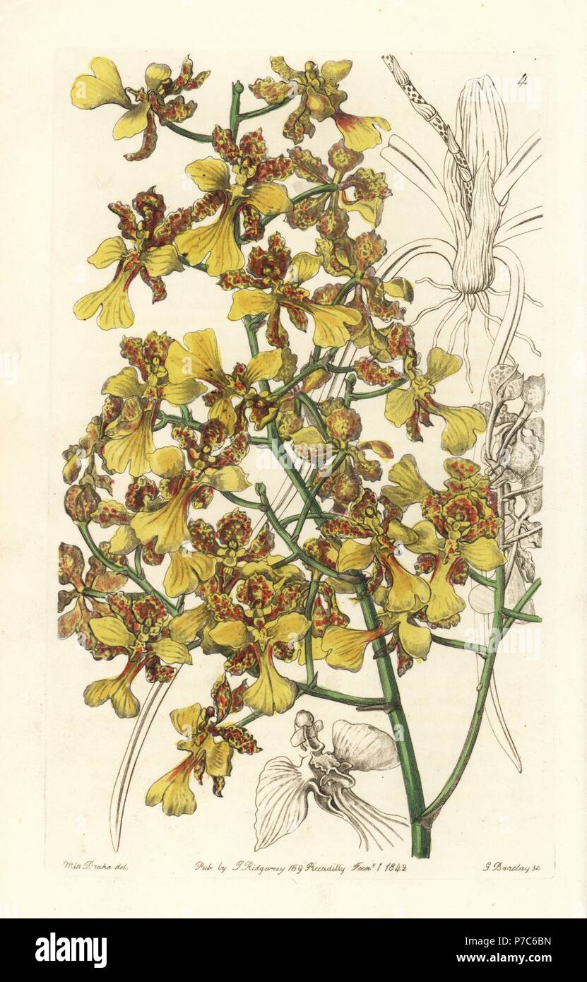 Long-leaved oncidium orchid, Oncidium longifolium. Handcoloured copperplate engraving by George Barclay after an illustration by Miss Sarah Drake from Edwards' Botanical Register, edited by John Lindley, London, Ridgeway, 1842. Stock Photo