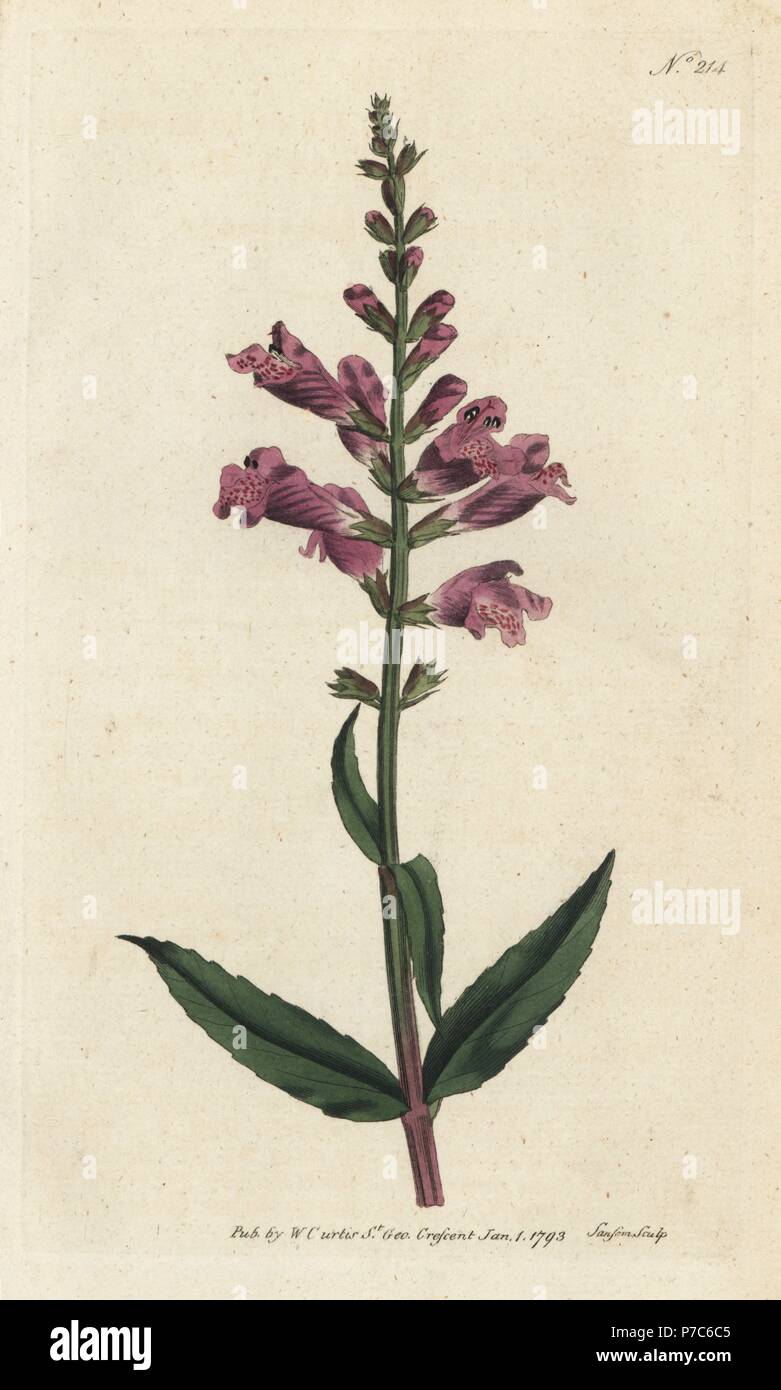 False dragonhead, Physostegia virginiana (Toothed dragon's-head, Dracocephalum denticulatum). Handcoloured copperplate engraving by Sansom from William Curtis' Botanical Magazine, London, 1793. Stock Photo