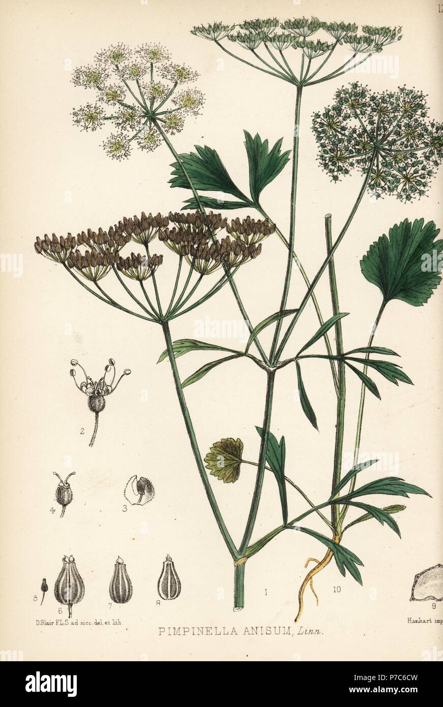 Anise or aniseed, Pimpinella anisum. Handcoloured lithograph by Hanhart after a botanical illustration by David Blair from Robert Bentley and Henry Trimen's Medicinal Plants, London, 1880. Stock Photo