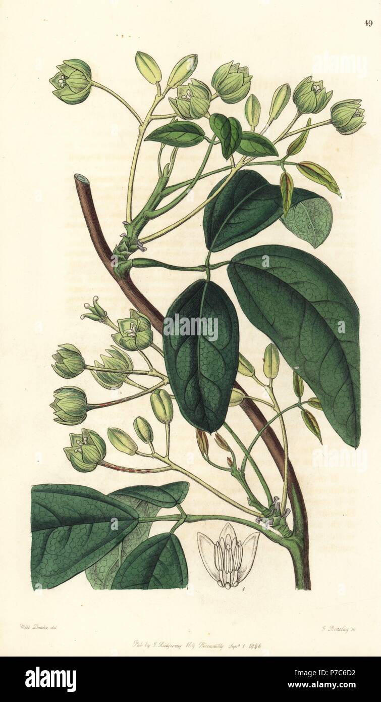 Sausage vine or broad-leaved holboellia, Holboellia latifolia. Handcoloured copperplate engraving by George Barclay after an illustration by Miss Sarah Drake from Edwards' Botanical Register, edited by John Lindley, London, Ridgeway, 1846. Stock Photo