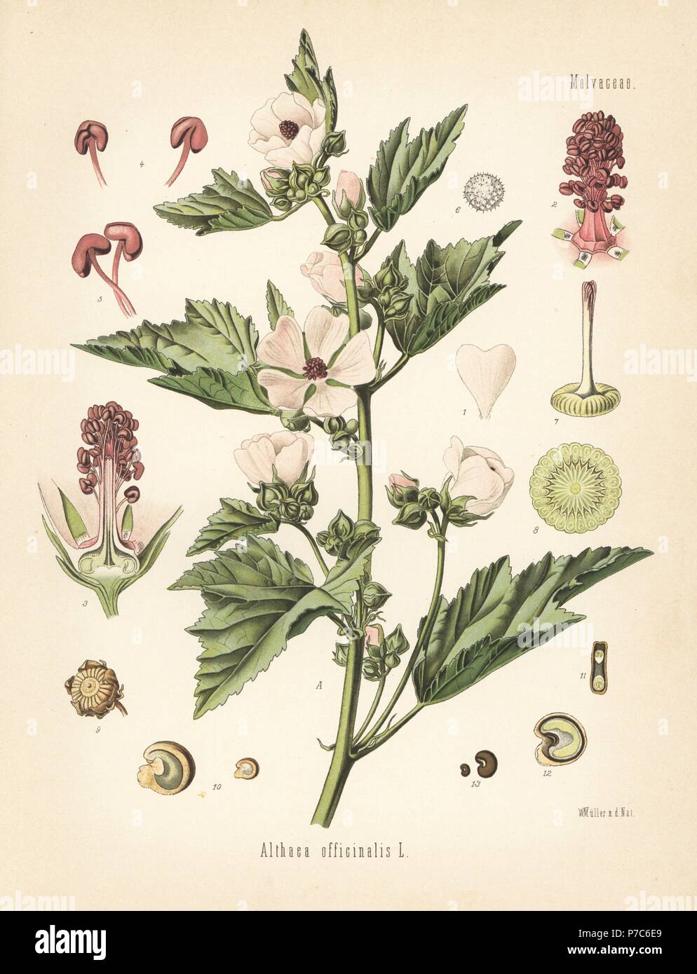 Marshmallow, Althaea officinalis. Chromolithograph after a botanical illustration by Walther Muller from Hermann Adolph Koehler's Medicinal Plants, edited by Gustav Pabst, Koehler, Germany, 1887. Stock Photo