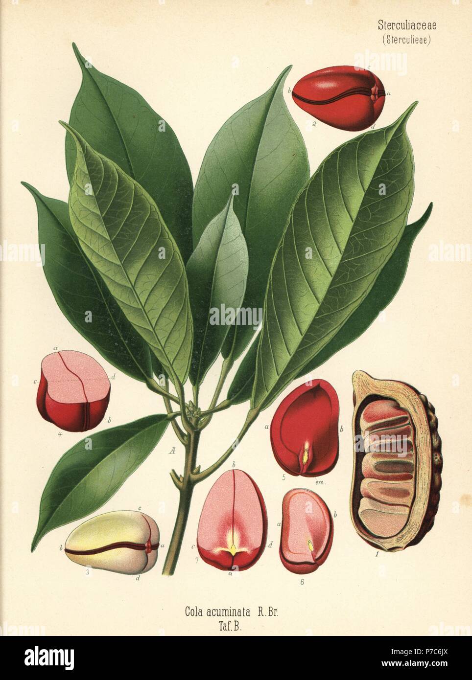 Kola nut or kola tree, Cola acuminata. Chromolithograph after a botanical illustration from Hermann Adolph Koehler's Medicinal Plants, edited by Gustav Pabst, Koehler, Germany, 1887. Stock Photo
