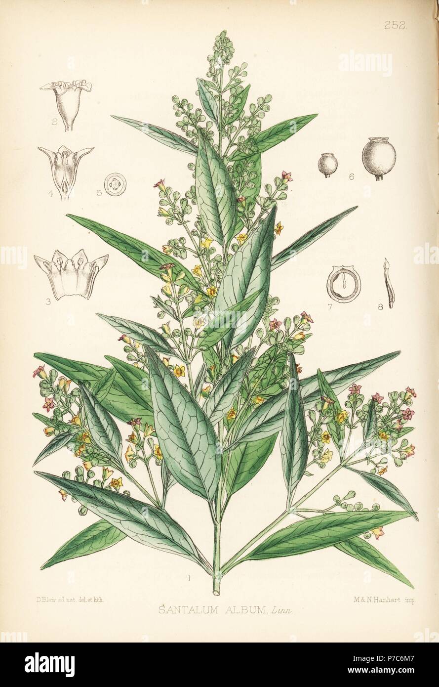 Indian sandalwood, yellow sanders wood, chandan or chandal, Santalum album. Handcoloured lithograph by Hanhart after a botanical illustration by David Blair from Robert Bentley and Henry Trimen's Medicinal Plants, London, 1880. Stock Photo